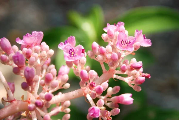 Розовый Андаманский Жемчуг Таиланде — стоковое фото