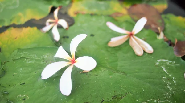 Flor Frangipanni Están Flotando Una Hoja Loto — Foto de Stock