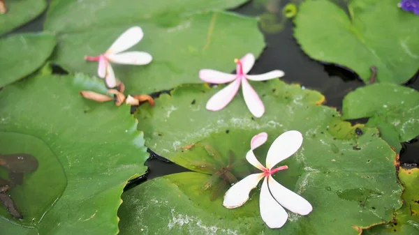 Kwiat Frangipanni Unoszą Się Liściu Lotosu — Zdjęcie stockowe