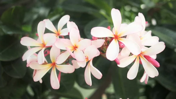 Fiore Frangipanni Bianco Giallo — Foto Stock