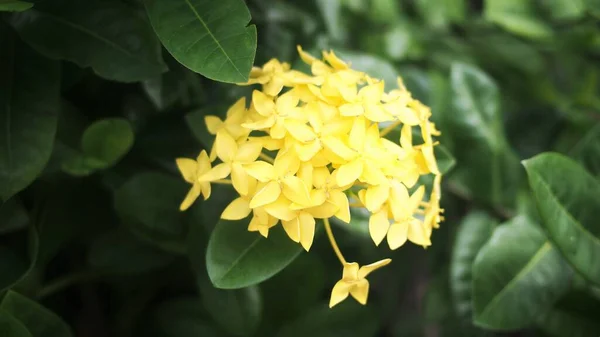 Flor Ixora Amarilla Bangkok Tailandia — Foto de Stock