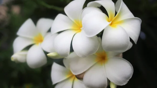 Flor Frangipanni Blanca Amarilla — Foto de Stock