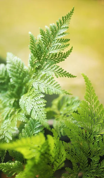 Fern Någon Flera Nonflowering — Stockfoto