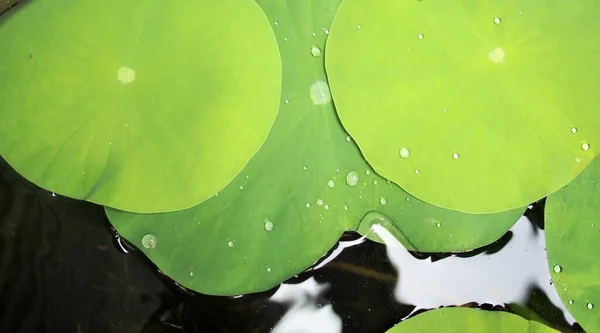 Royal Lotus Leaf Small Pond — Stock Photo, Image
