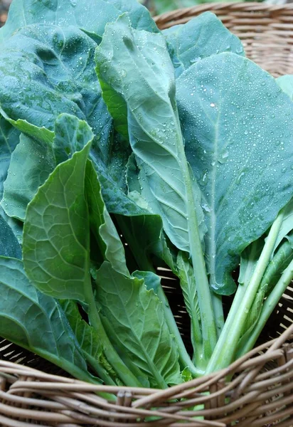 Fresh Mustard Leaf Green Salad — Stock Photo, Image