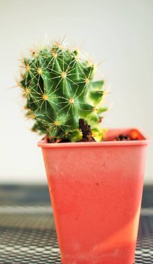 Tencerede küçük bir kaktüs