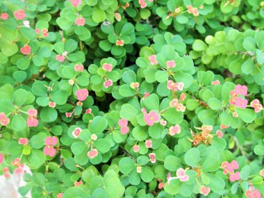 Dikenli taç kırmızı çiçek kümeleri olan bir çalılıktır..