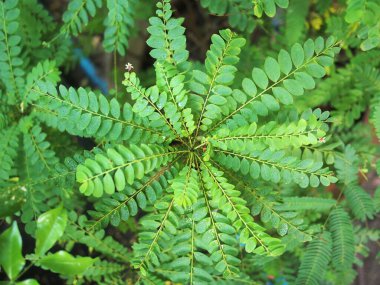 Tayland 'da yumurta kadın bitkisi