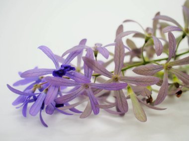 Tayland 'ın mor zımpara kağıdı sarmaşığı