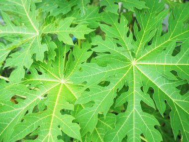 Tayland usulü bahçede papaya yaprağı
