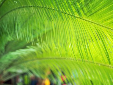 Kil tencerede Cycad yaprağı