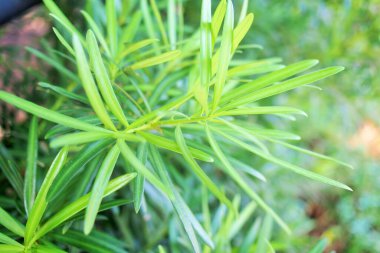 Podocarpus polystachyus (Deniz meşesi ağacı)