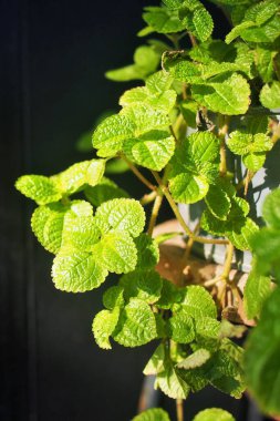Taze yeşil nane şekeri.