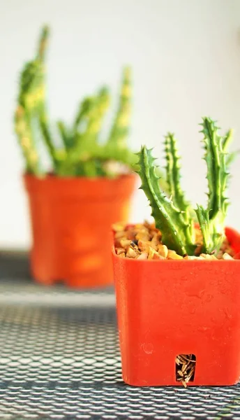 Kleine Cactus Pot — Stockfoto