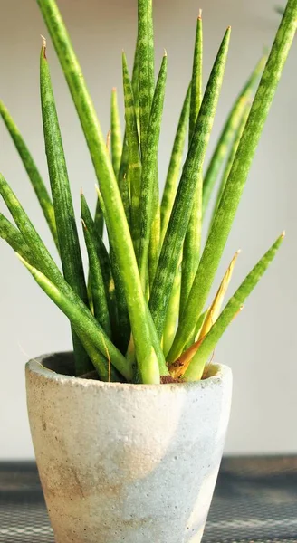 Kleine Cactus Pot — Stockfoto