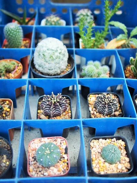 Een Kop Tropische Cactus — Stockfoto