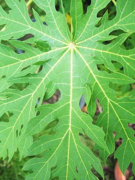 Papaya leaf in the thai style garden