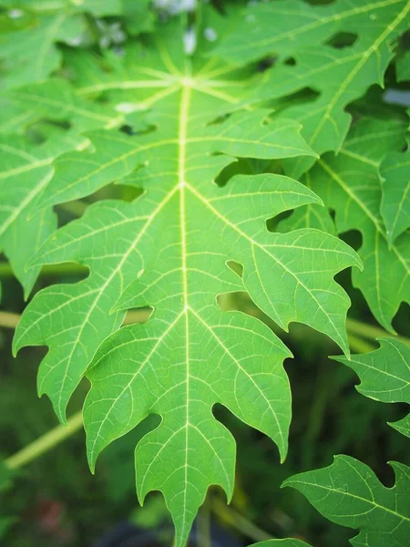 Papaya Blad Thaise Stijl Tuin — Stockfoto