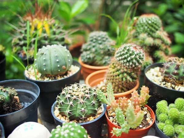 Kaktus Hrnci — Stock fotografie