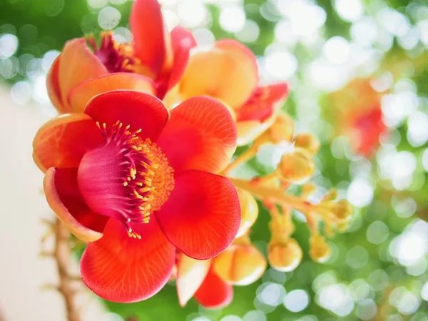 Árbol Bala Cañón Shorea Robusta — Foto de Stock