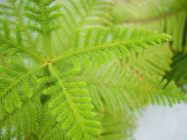 Norfolk Eiland Dennen Klei Pot — Stockfoto