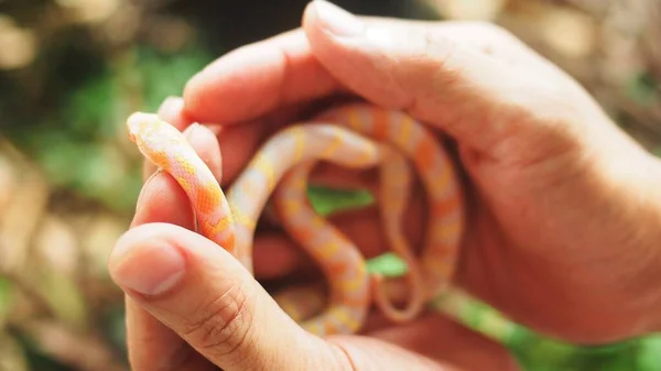 Serpiente Rojo Naranja Mano —  Fotos de Stock