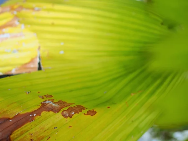 Light Green Palm Leaf Pattern — Stock Photo, Image