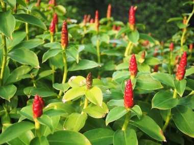 Tayland 'da Kızılderili Başı Ginger