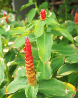 Tayland 'da Kızılderili Başı Ginger