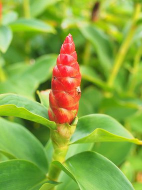 Tayland 'da Kızılderili Başı Ginger