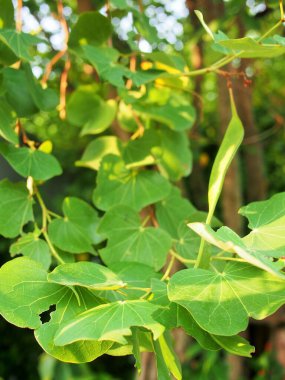 Tayland 'da Mor Orkide Ağacı