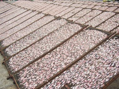 Güneş ışığında kurutulmuş mürekkep balığı.)