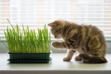 Belgili tanımlık yavru kedi kenarında ot yiyor. Kedi için vitaminler