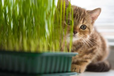 Belgili tanımlık yavru kedi kenarında ot yiyor. Kedi için vitaminler
