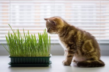 Belgili tanımlık yavru kedi kenarında ot yiyor. Kedi için vitaminler