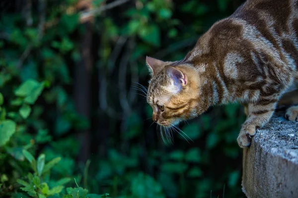 Een kat in de buitenlucht bereidt om te springen — Stockfoto