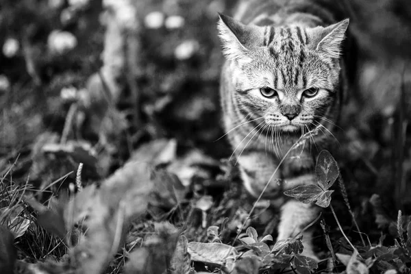 Kat in de natuur. Zwart-wit foto — Stockfoto