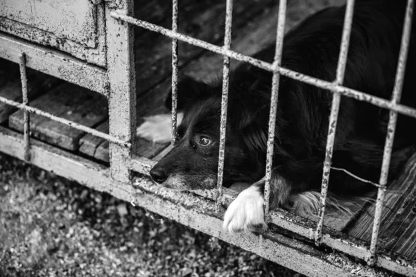 Cão Sem Abrigo Num Abrigo Para Cães Animal Gaiola — Fotografia de Stock