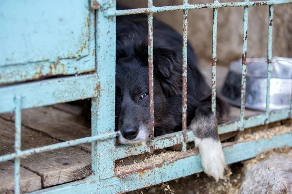 Homeless Dog Dog Shelter Animal Cage — Stock Photo, Image