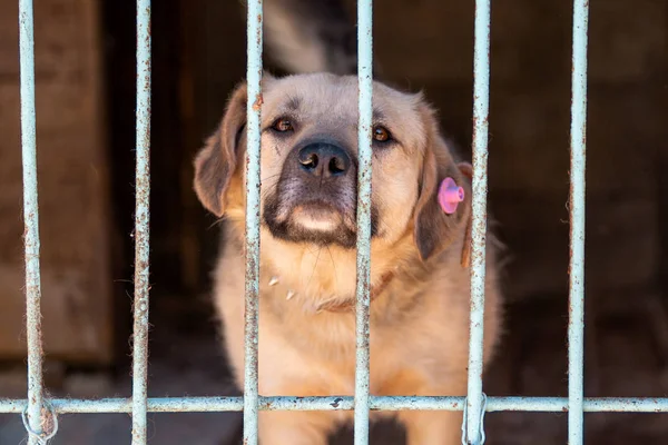 Obdachloser Hund Einem Tierheim Tier Käfig — Stockfoto