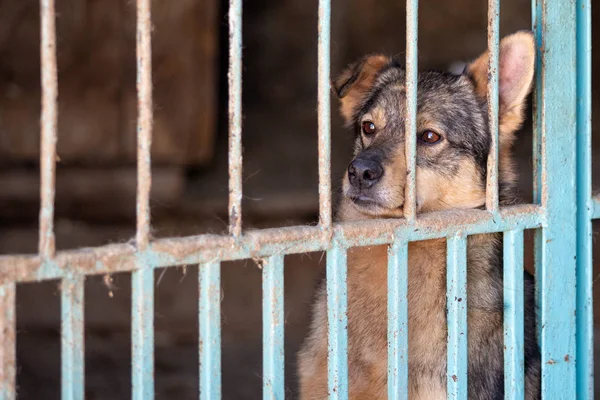 Cão Sem Abrigo Num Abrigo Para Cães Animal Gaiola — Fotografia de Stock