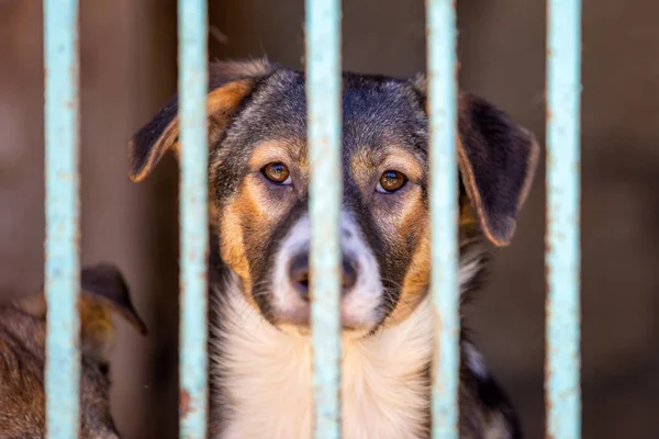 Homeless Dog Dog Shelter Animal Cage — Stock Photo, Image