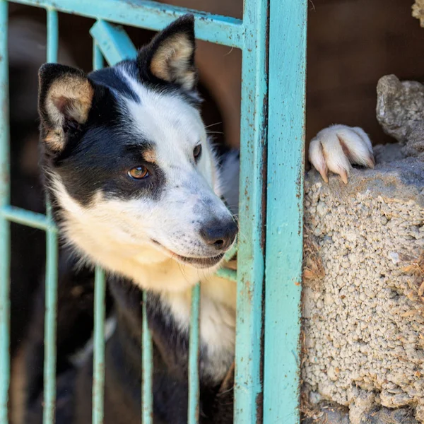 Homeless Dog Dog Shelter Animal Cage — Stock Photo, Image