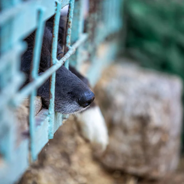 Cão Sem Abrigo Num Abrigo Para Cães Animal Gaiola — Fotografia de Stock