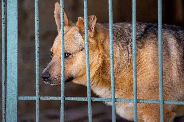 Homeless Dog Dog Shelter Animal Cage — Stock Photo, Image