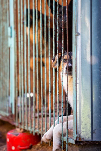 Homeless dog in a dog shelter. Animal in the cage.