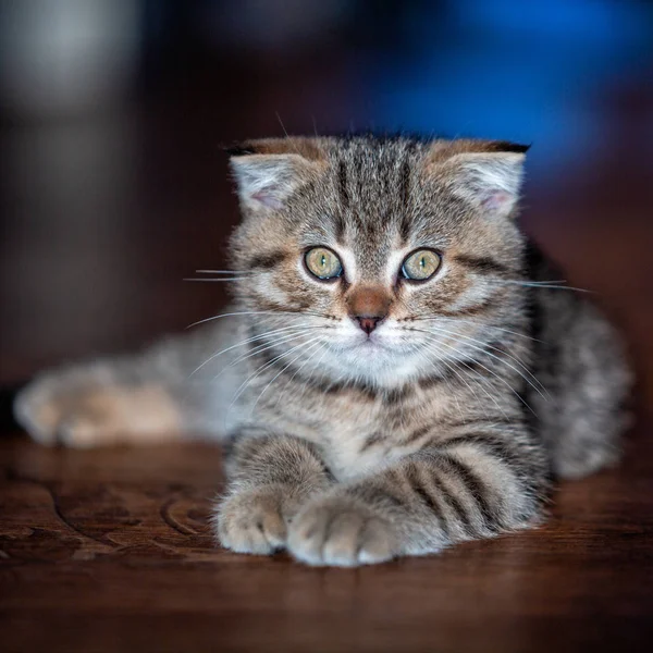 Porträtt Katt Kattunge Sällskapsdjur — Stockfoto