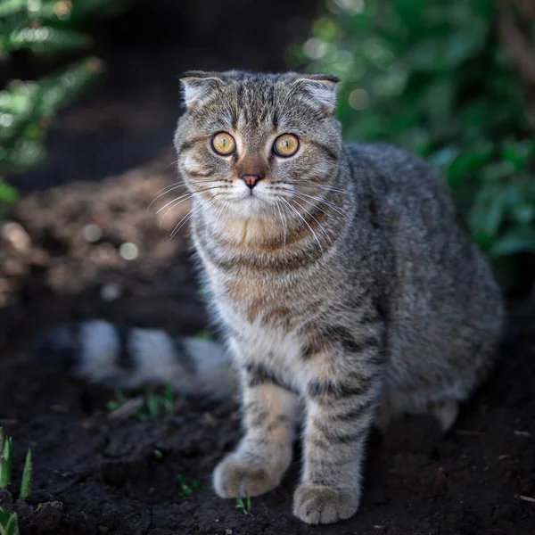 Portret Van Een Prachtige Kat Buiten — Stockfoto