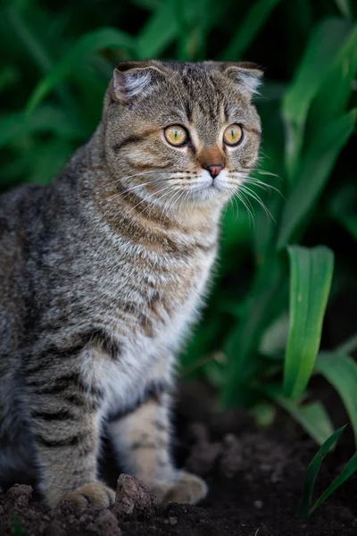 Porträtt Vacker Katt Utomhus — Stockfoto