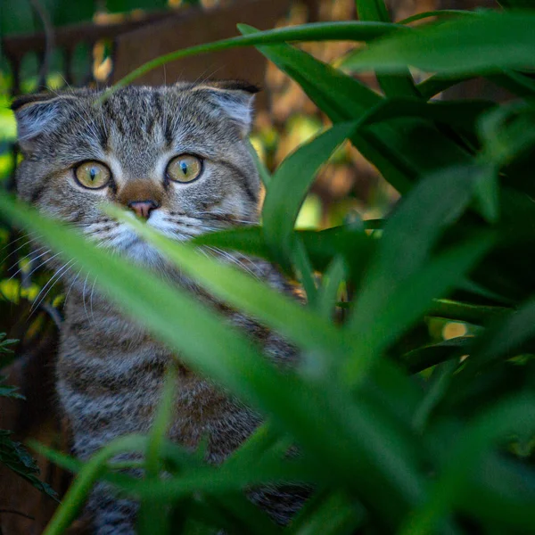 Portret Van Een Prachtige Kat Buiten — Stockfoto